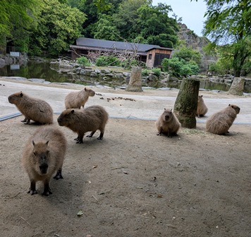 capipiro's tweet image. 朝食待ち長崎空腹カピ軍団！

(2025.05.26長崎バイオパーク)