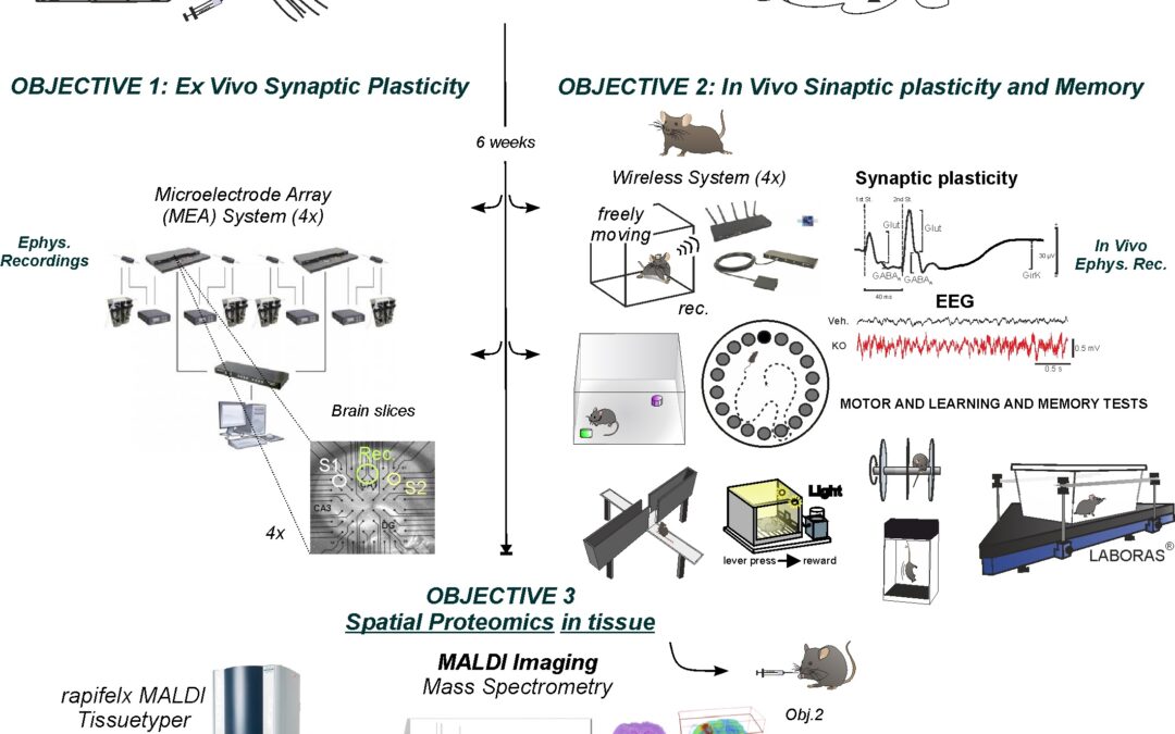 #NeuroJobs 

🥼Se busca Doctor/a interesad@ en solicitar un contrato #Postdoctoral para desarrollarlo en el Laboratorio de Neurofisiología y Comportamiento de la <a href="/uclm_es/">Universidad de Castilla-La Mancha</a> 

ℹ️Más información: senc.es/postdoc-3-anos…

<a href="/JovInvest_SENC/">@JovInvest_SENC</a> <a href="/Mujer_SENC/">Mujer & Neurociencia</a>