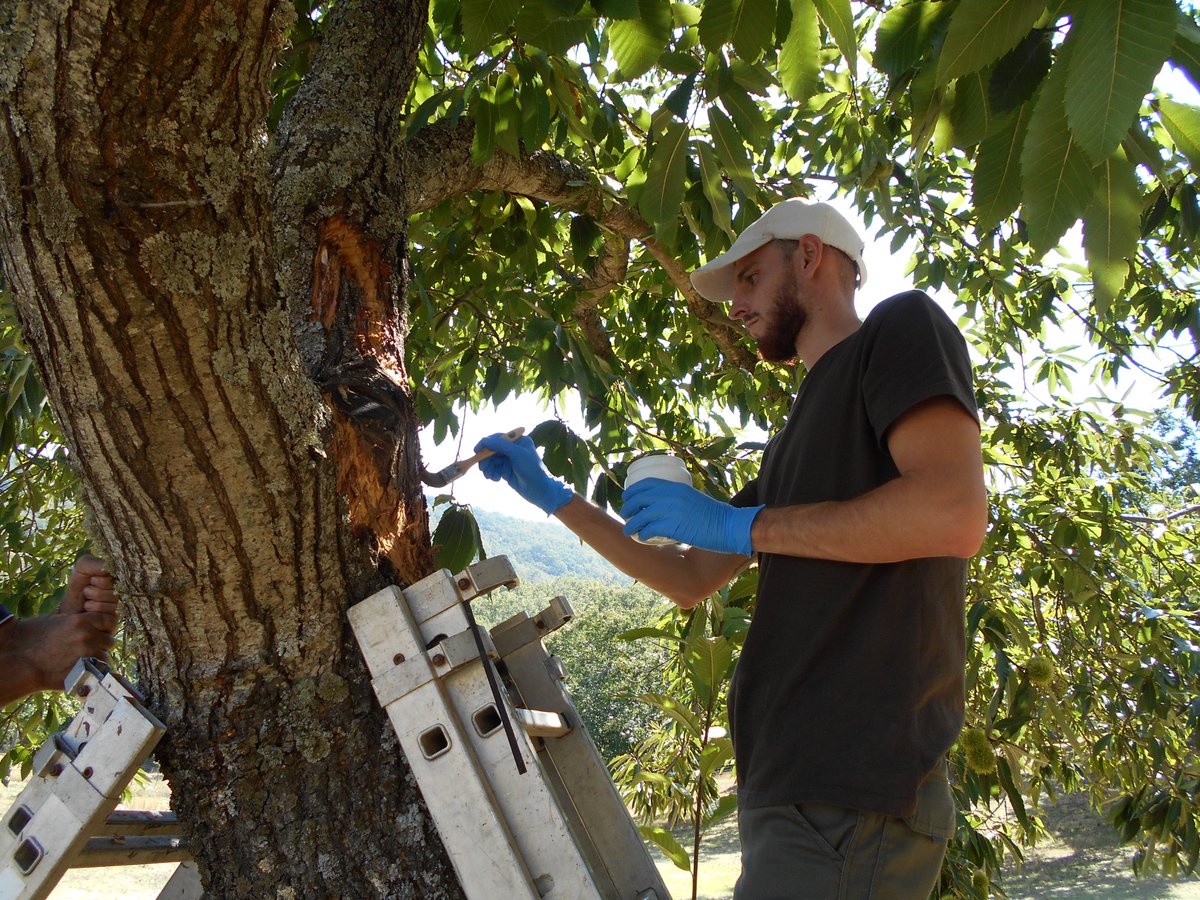 CICYTEX's tweet image. 📢CICYTEX organiza una jornada de campo para mostrar soluciones 👨🔬en el manejo integrado de las principales enfermedades del castaño🌳
📆17 de julio en Navezuelas (Cáceres)
✍️Inscríbete docs.google.com/forms/d/1RRZFL…
📰Noticia cicytex.juntaex.es/-/cicytex-orga…