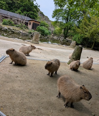 capipiro's tweet image. 朝食待ち長崎空腹カピ軍団！

(2025.05.26長崎バイオパーク)
