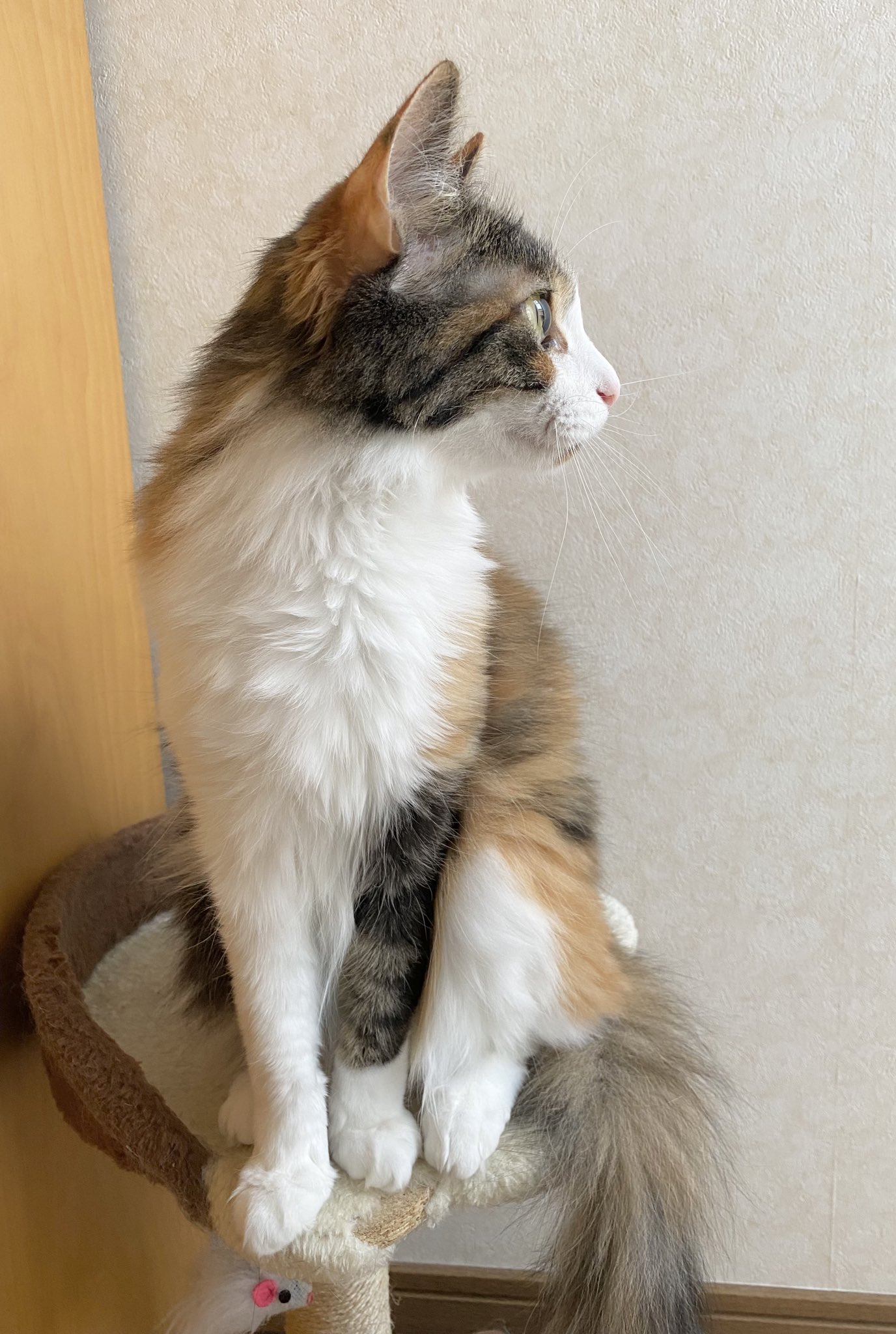 猫ページ 楽天市場】【カスタマイズ製品】ペットサークルカバー ケージ