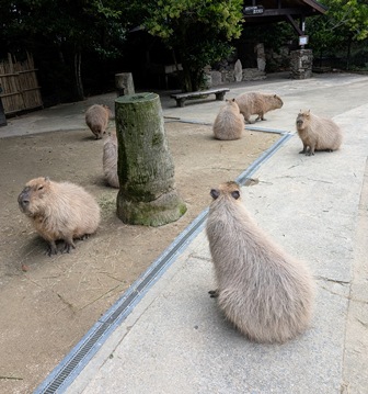 capipiro's tweet image. 朝食待ち長崎空腹カピ軍団！

(2025.05.26長崎バイオパーク)