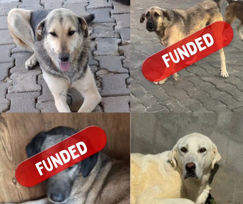 We need to find 9⃣ people to join #KibbleClub for them, it costs £10 a month to feed each one          

Join from just £2 a month, it costs £10 a month to feed one  
donorbox.org/kibble-club
or                              
paypal.com/donate/?hosted… (check monthly)