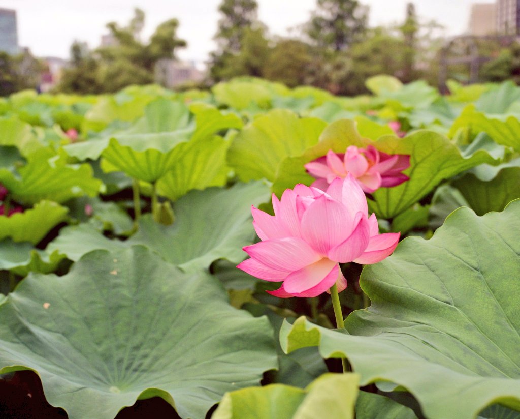 aoco_bluefox's tweet photo. GF670で撮った蓮の花。マキナに比べて、なんとなくかっちりしてない。よく言えば柔らかい描写な気がする。Gold200もあって、全体的に暖色強め。
悪くない。
#gf670 https://t.co/CdH471useb