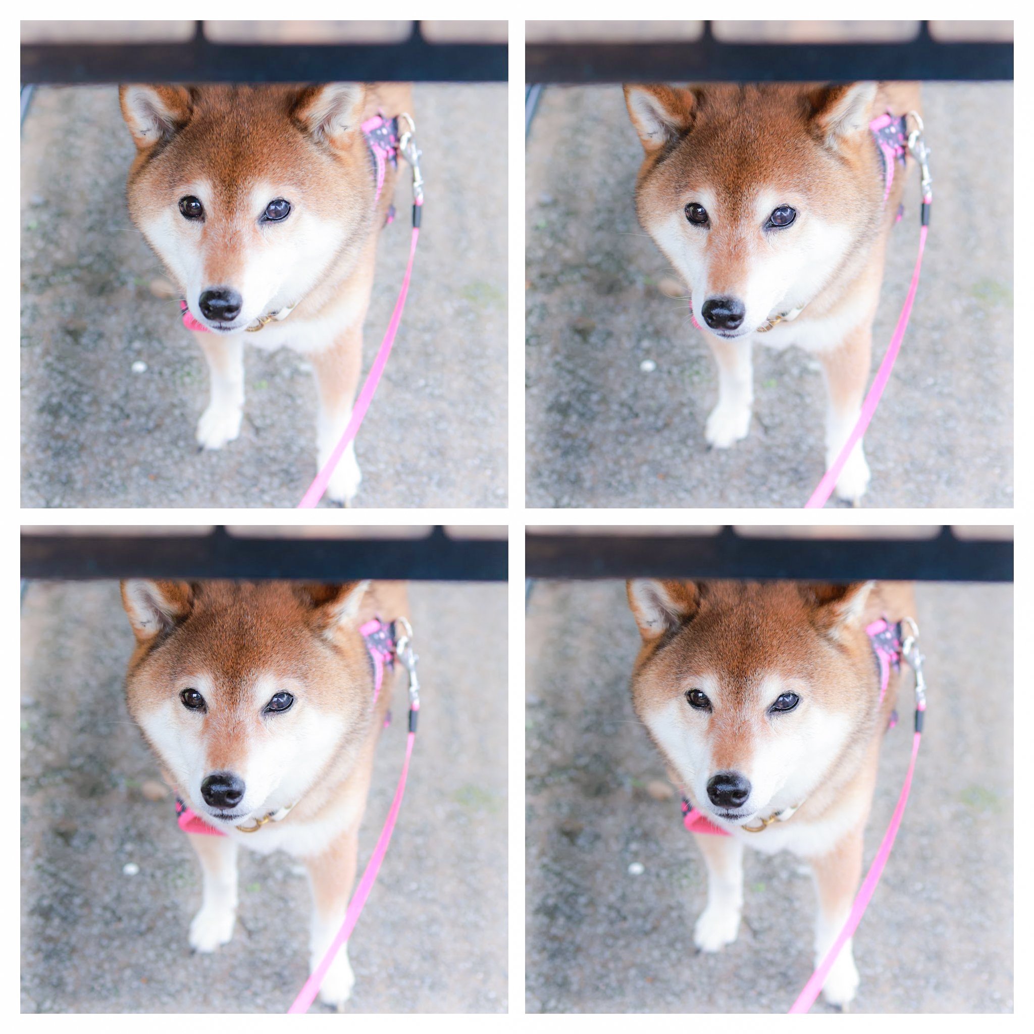 柴犬！ 柴犬♀2507D0610 - YouTube