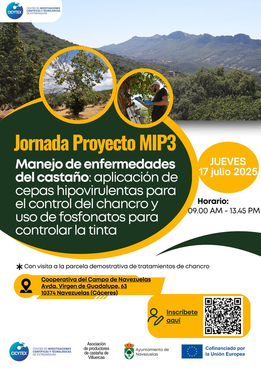 CICYTEX's tweet image. 📢CICYTEX organiza una jornada de campo para mostrar soluciones 👨🔬en el manejo integrado de las principales enfermedades del castaño🌳
📆17 de julio en Navezuelas (Cáceres)
✍️Inscríbete docs.google.com/forms/d/1RRZFL…
📰Noticia cicytex.juntaex.es/-/cicytex-orga…