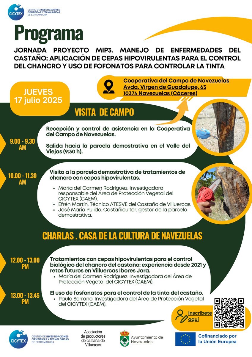 CICYTEX's tweet image. 📢CICYTEX organiza una jornada de campo para mostrar soluciones 👨🔬en el manejo integrado de las principales enfermedades del castaño🌳
📆17 de julio en Navezuelas (Cáceres)
✍️Inscríbete docs.google.com/forms/d/1RRZFL…
📰Noticia cicytex.juntaex.es/-/cicytex-orga…