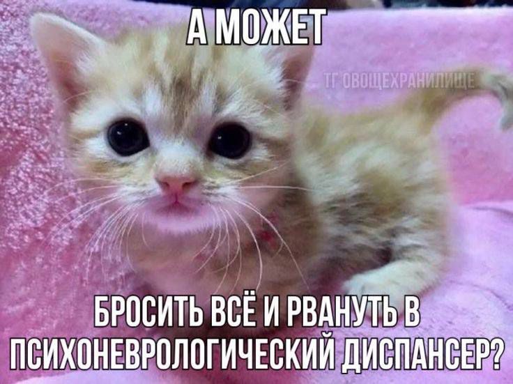 microtaksa's tweet image. Собираю и доделываю работы в портфолио, за два дня до их отправки😋(делают всё заранее только умные люди, а я к ним не отношусь)