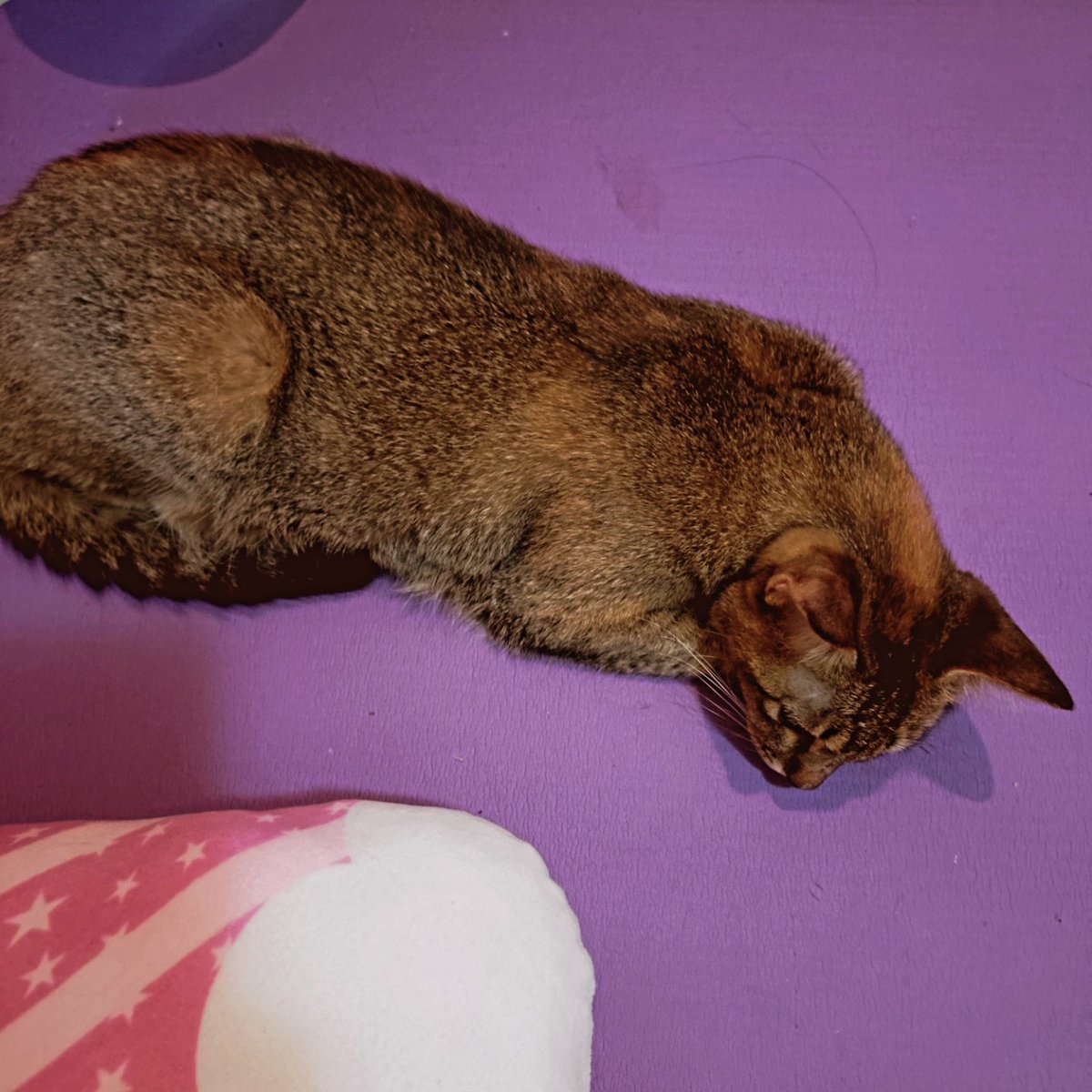 寝てた😺