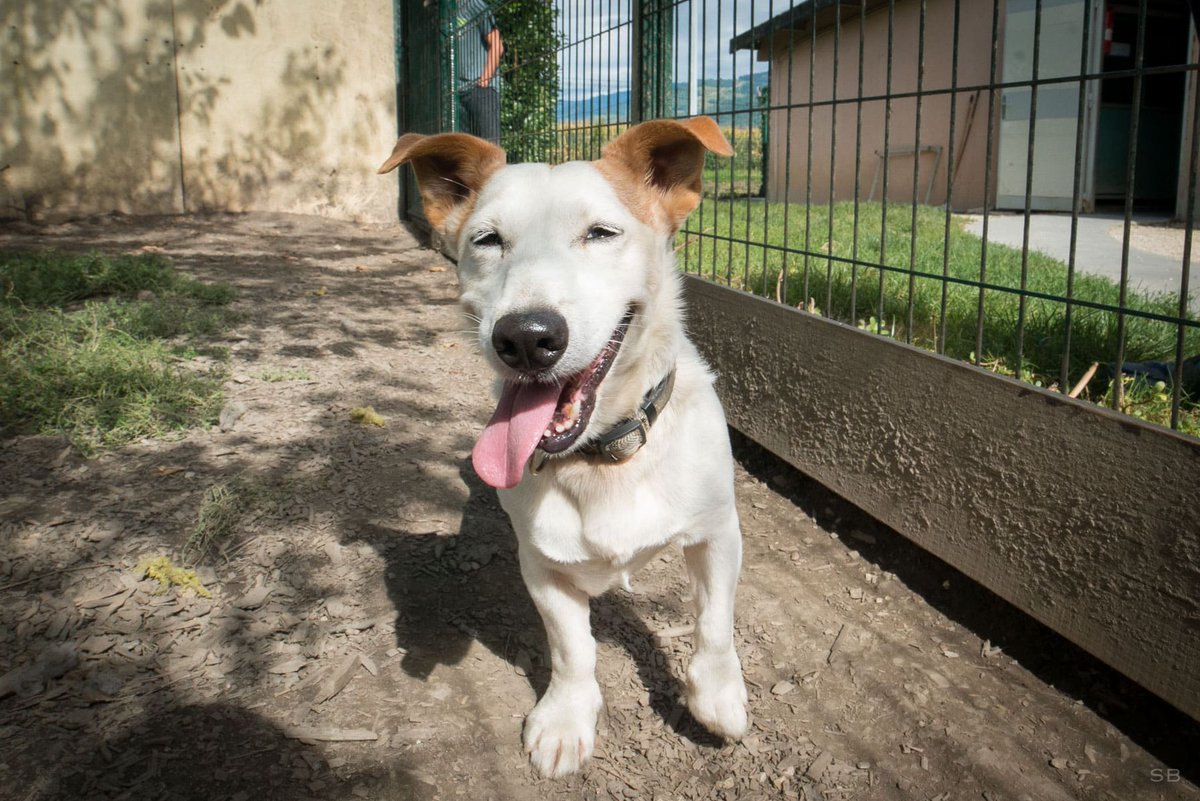 Place Gre'net (@placegrenet) on Twitter photo Lors d'une visite du refuge animalier de l’@Apagi, <a href="/GrenobleAlpes/">Grenoble Alpes Métropole</a> a annoncé, début juillet 2025, la mise en place d’un protocole avec le parquet de Grenoble contre les abandons et la maltraitance animale.
placegrenet.fr/2025/07/14/lut… Lors d'une visite du refuge animalier de l’@Apagi, <a href="/GrenobleAlpes/">Grenoble Alpes Métropole</a> a annoncé, début juillet 2025, la mise en place d’un protocole avec le parquet de Grenoble contre les abandons et la maltraitance animale.
placegrenet.fr/2025/07/14/lut…