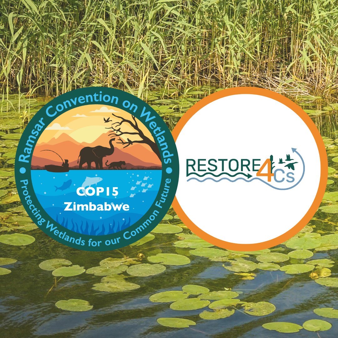 RESTORE4Cs's tweet image. 🌿 #RESTORE4Cs 𝗶𝘀 𝗵𝗲𝗮𝗱𝗶𝗻𝗴 𝘁𝗼 #RamsarCOP15 𝗶𝗻 𝗭𝗶𝗺𝗯𝗮𝗯𝘄𝗲!

We’ll join a side event on 30 July @ 13:30 (Kazuma Room) to explore wetland-based solutions for climate action, skills, tools, and global collaboration 🌍💧🌱  

Read more 👉🏻 restore4cs.eu/restore4cs-joi…