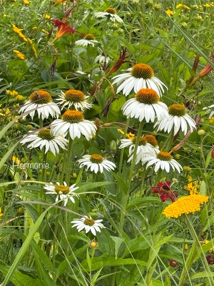 stein5864's tweet image. 🌿 Wünsche euch eine gute 
             neue Woche 🍀
