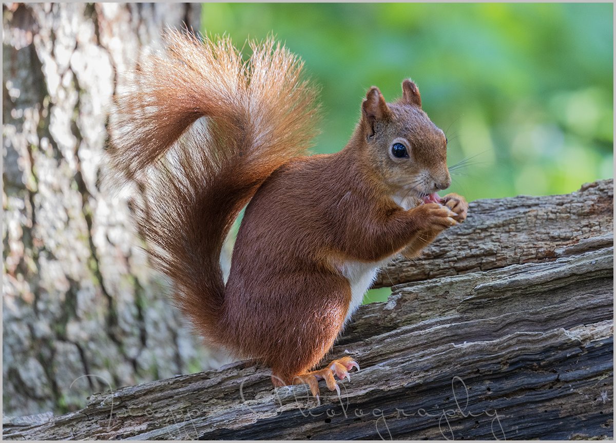 RoryTrappe's tweet image. Red Squirrels from the Dingle on Anglesey. It's quite something to see these especially when they squabble over food ! #redsquirrel #anglesey #wales