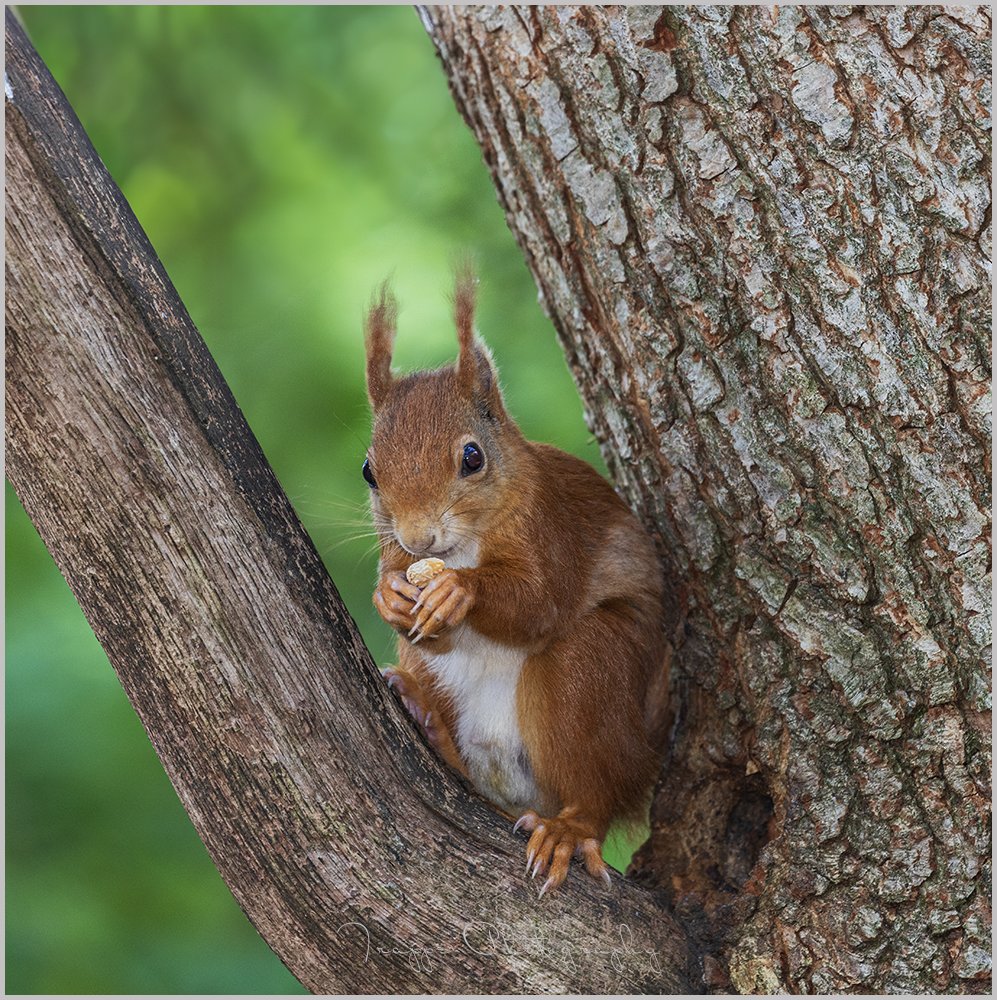RoryTrappe's tweet image. Red Squirrels from the Dingle on Anglesey. It's quite something to see these especially when they squabble over food ! #redsquirrel #anglesey #wales