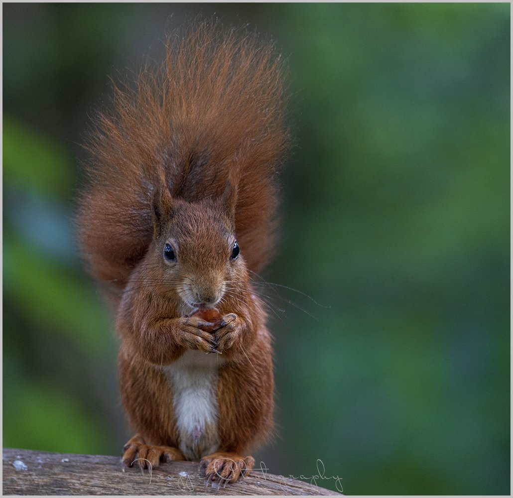 RoryTrappe's tweet image. Red Squirrels from the Dingle on Anglesey. It's quite something to see these especially when they squabble over food ! #redsquirrel #anglesey #wales