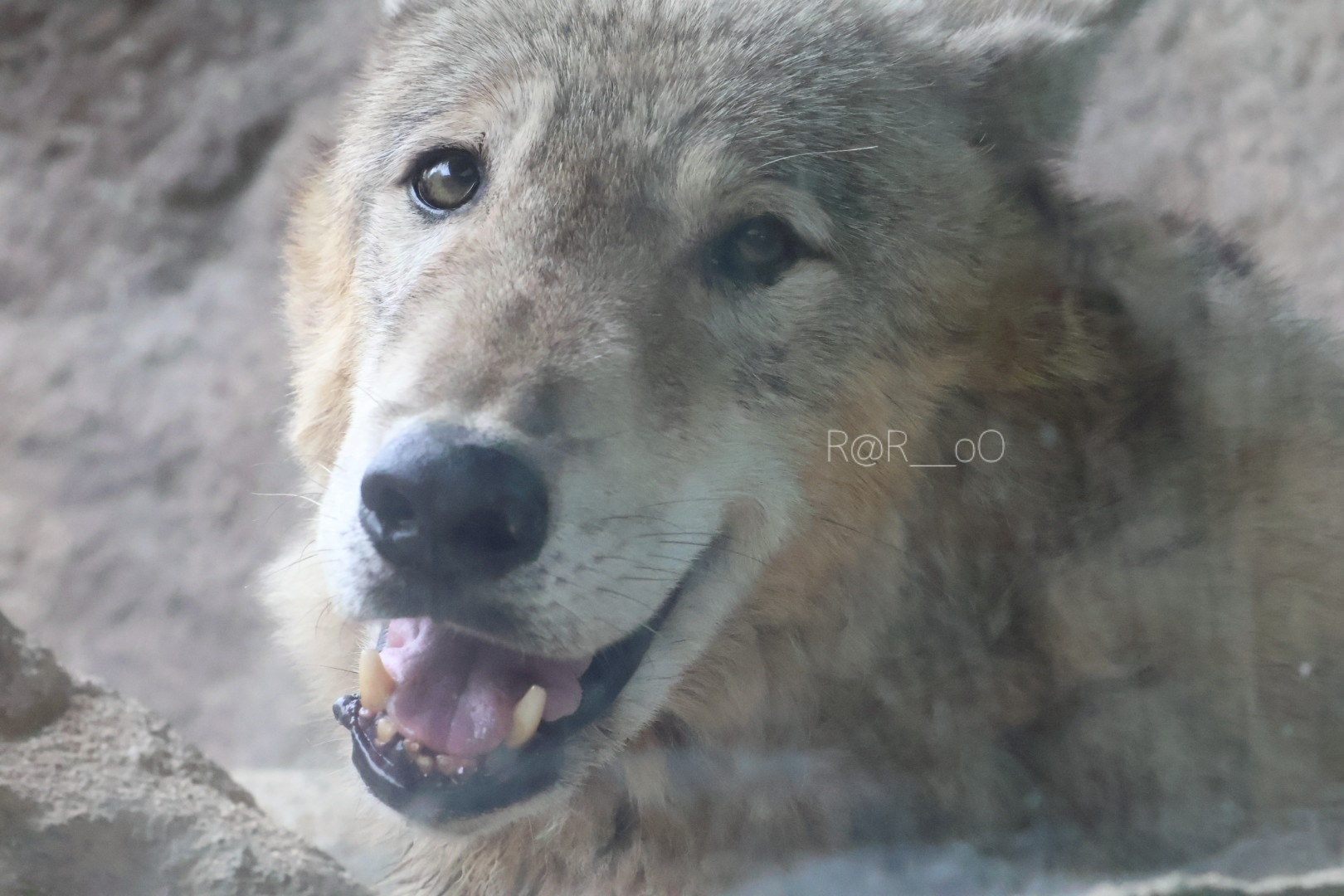 ※オオカミ※ しの | シンリンオオカミ🐺 ①ターボ♂ ②フィリップ♂ ③ジン