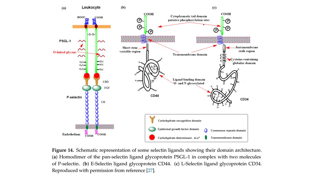 CzerwinsMarcin's tweet image. The role of glycans in human immunity—a sweet code: a comprehensive review about the role of glycans in the immune response.
tinyurl.com/yrrdz5sp
#glycotime