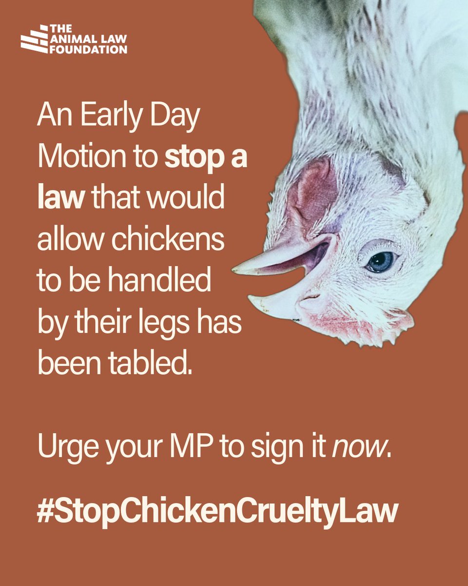 🟢 Adrian Ramsay MP has tabled an Early Day Motion urging the House of Commons to block the government’s amendment of Regulation 1/2005, to allow the harmful practice of handling chickens by their legs, from becoming law.

As a reminder, the government has tabled this amendment