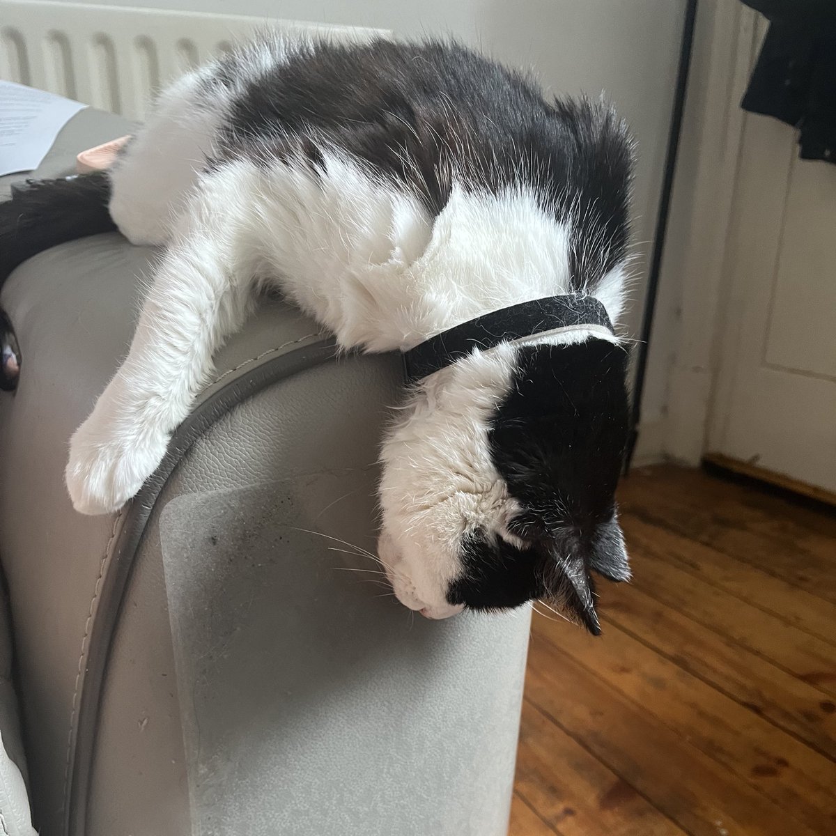 HelenCooper85's tweet image. Absolutely fast asleep in this position