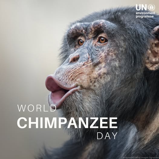 UNEP_AsiaPac's tweet image. 🐒🌍 Happy #WorldChimpanzeeDay!
Chimpanzees are vital to forest ecosystems — without them, forests would be forever changed.
But, they face threats like deforestation & trafficking.
Let’s protect them. 🌿