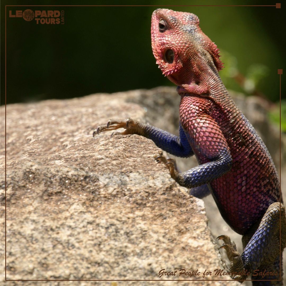 Leopard Tours Ltd tweet media