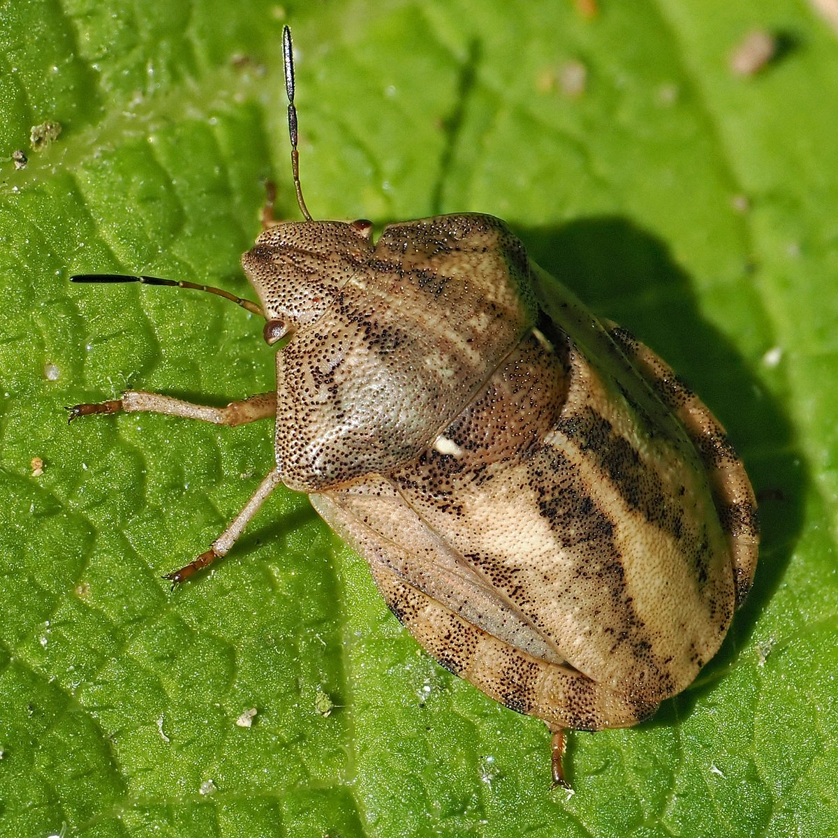 jwood_t's tweet image. Landing right next to us, this is only the 2nd Tortoise Shieldbug we have ever seen in the garden - There are 2 similar "Tortoises" and this one looks like Eurygaster testudinaria. A great little character!