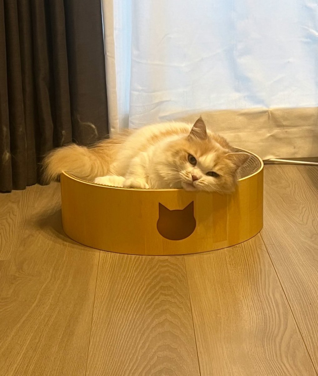 iggy_cg's tweet photo. 新しいベッドでご機嫌ネコちゃん🐈 https://t.co/E55uZBkCiC