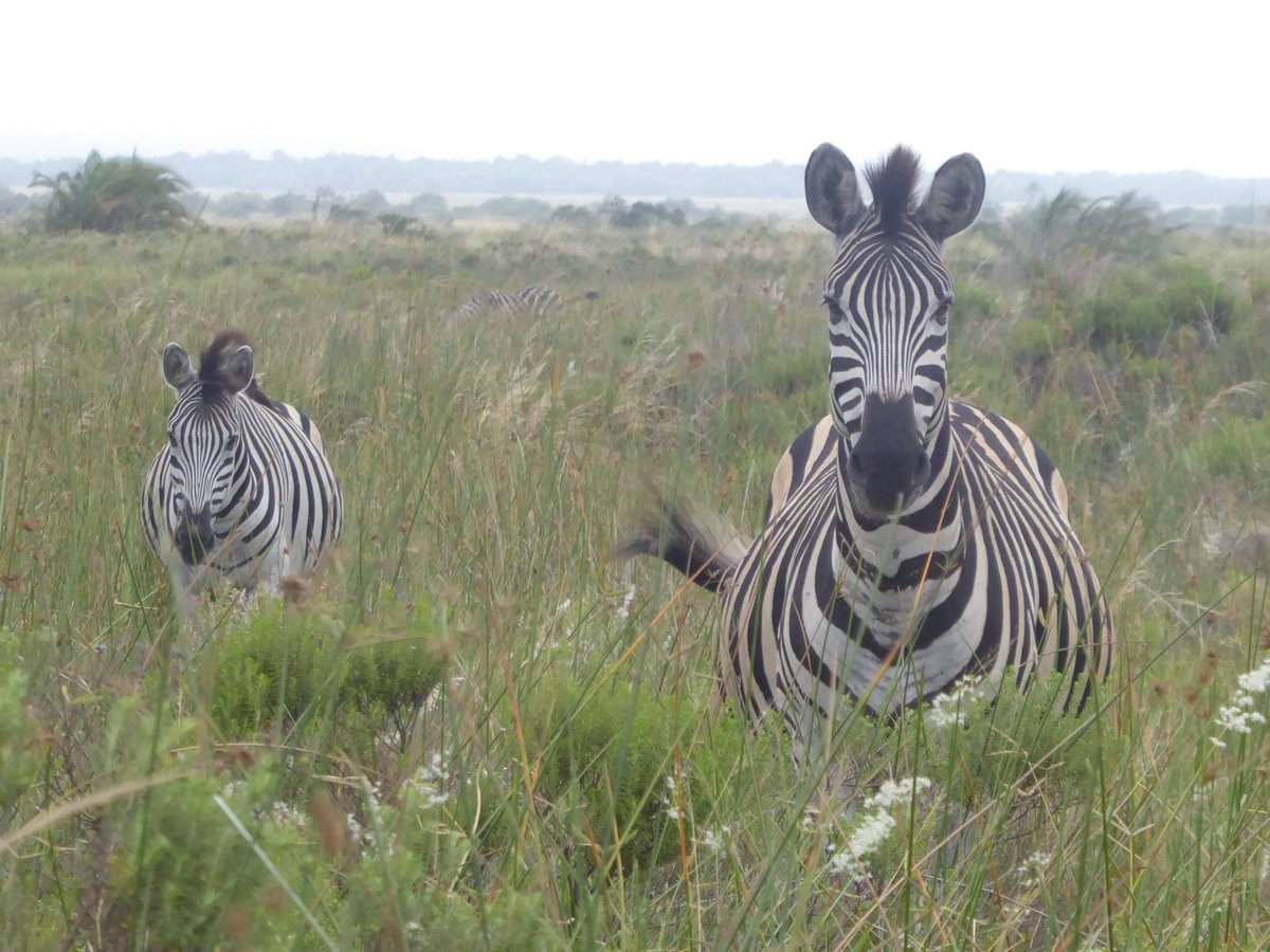 Zebras de llanura pastando al atardecer en el parque  Isimangaliso, KwaZulu-Natal.
#iSimangalisoWetlandPark #iSimangaliso #zebra