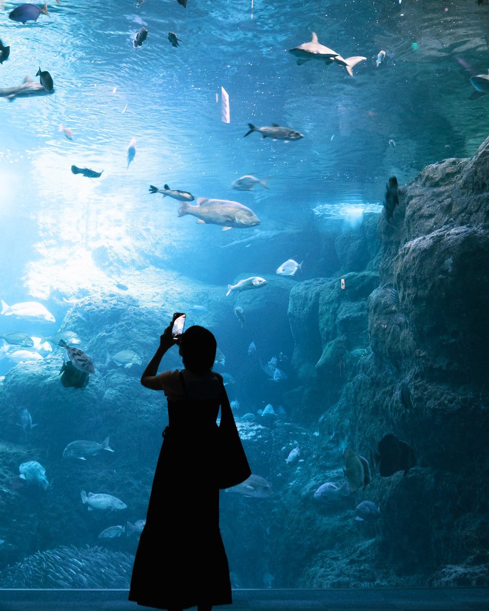 koo_97_pic's tweet image. 夏と水族館。