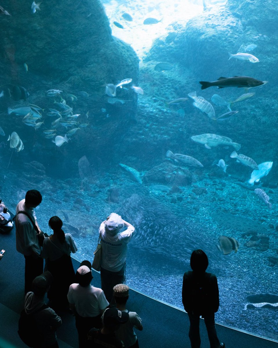 koo_97_pic's tweet image. 夏と水族館。
