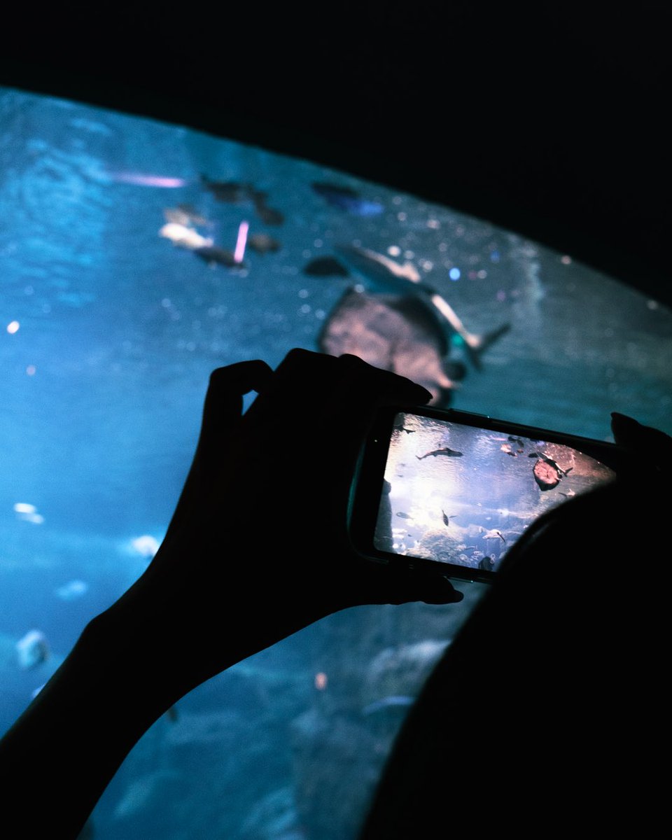 koo_97_pic's tweet image. 夏と水族館。