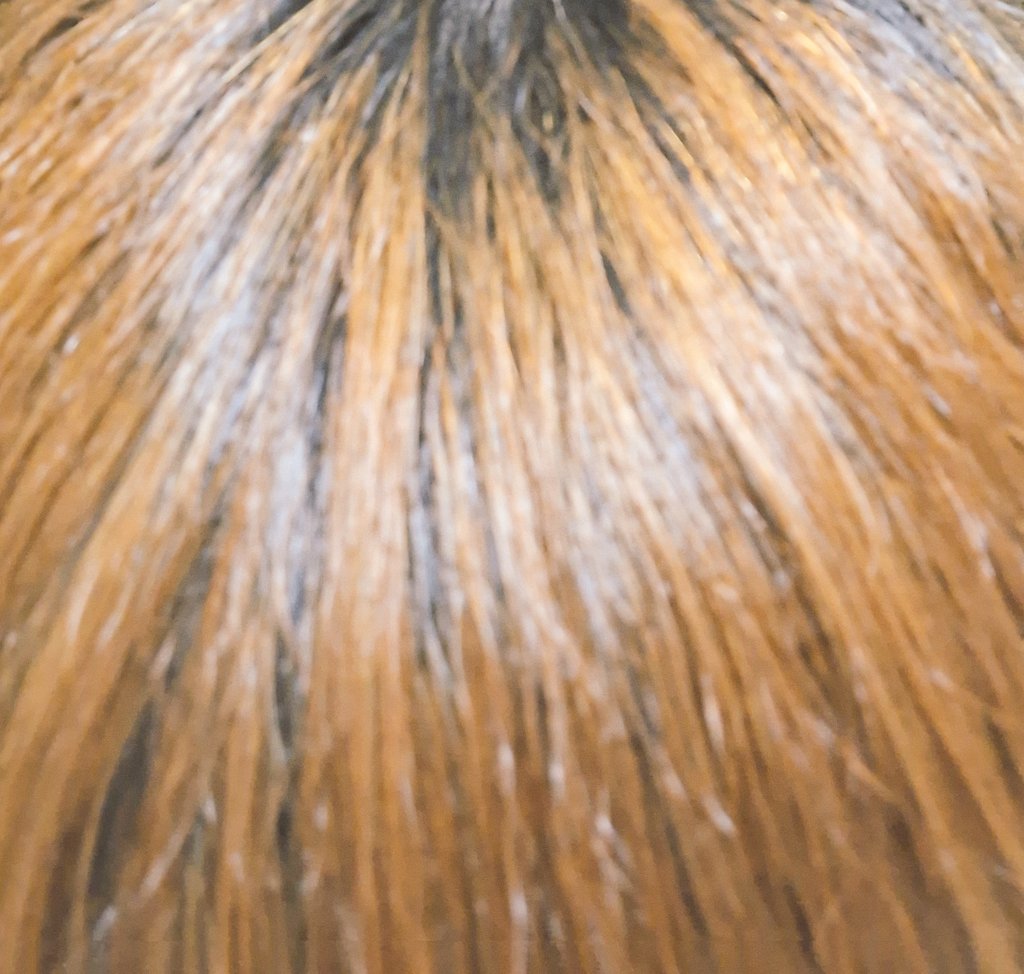 紫髪にするはずがブリーチ剤に粉入れ忘れたせいで茶髪になってしまったんだが光に当たると普通に金髪やんなこれ