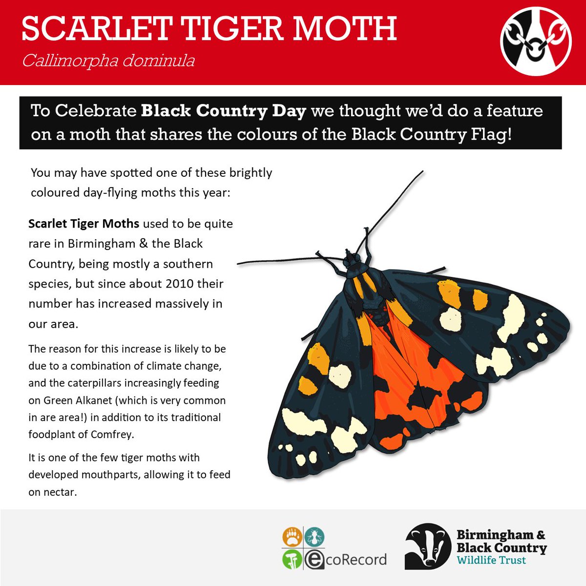 EcoRecording's tweet image. Happy Black Country Day! Have you spotted this 'Black-Country' coloured moth this year? If so please let us know!