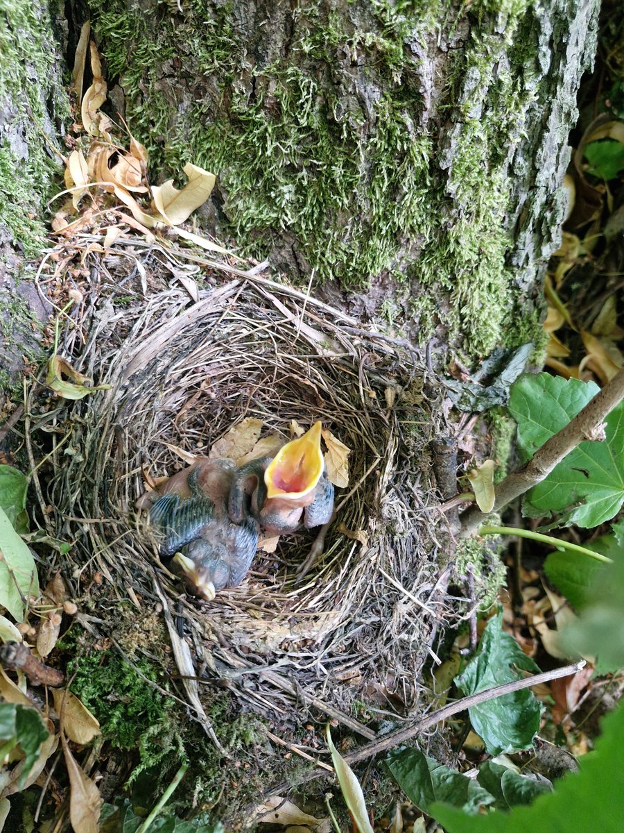 AdeysAlthorp's tweet image. Newly hatched blackbird chicks @AlthorpHouse today.
Likely to be a third brood.
Conservation@althorp.com #nature #Spencerestates