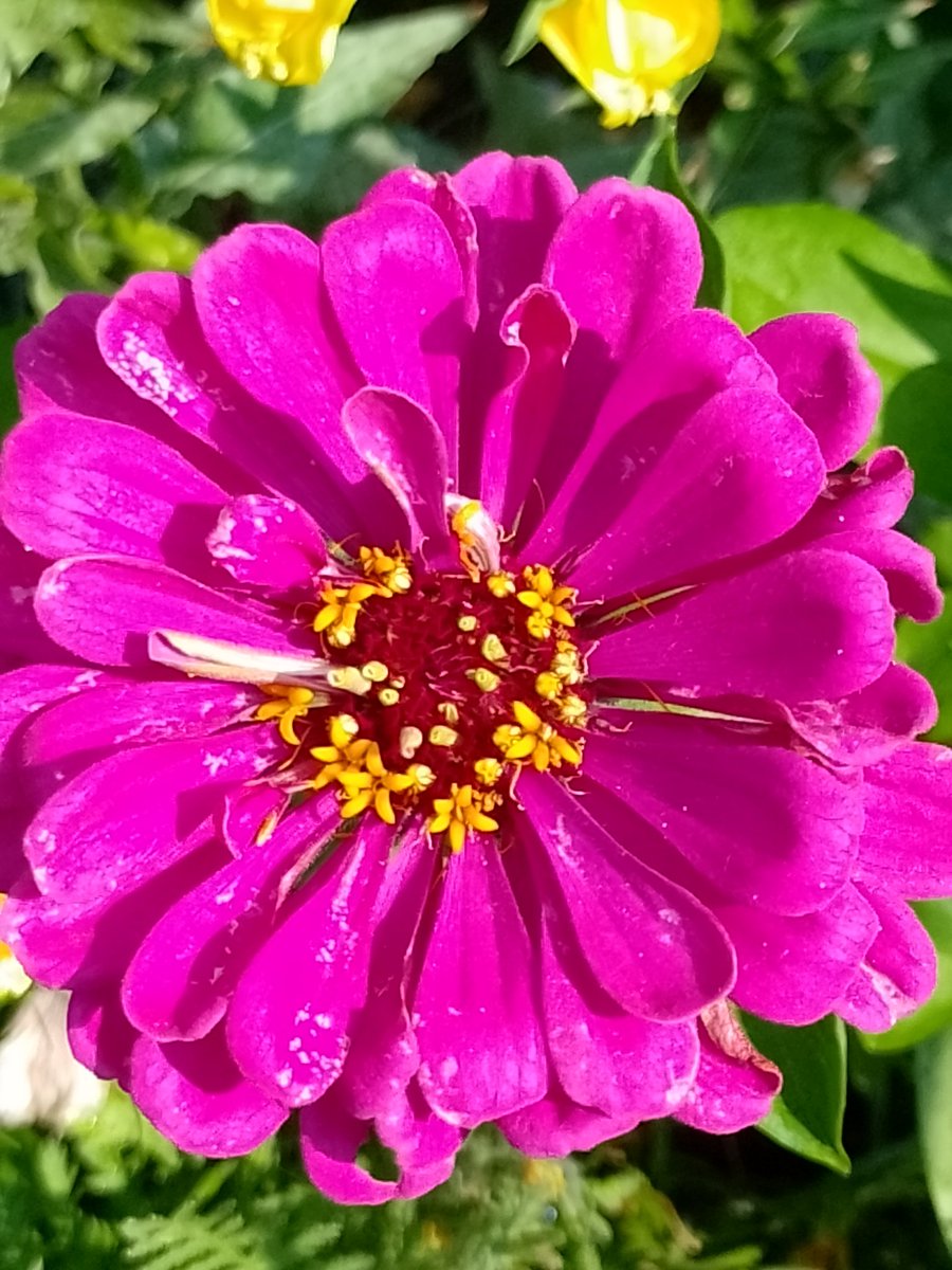 BuffbayB's tweet image. Happy Monday everyone!😊 hope you're weekend was pleasant. I know we're desperate for rain but please enjoy the free vitamin D while you can. Keep hydrated & cool, wear sunscreen and be careful out there. Blessings 🙏 Zinnia from my garden for #MagentaMonday