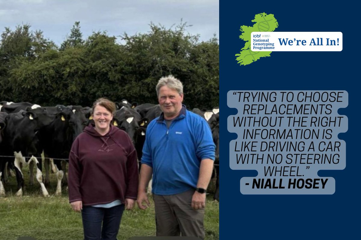 Niall and Catherine Hosey run a high-performing 100-cow Holstein-Friesian dairy herd just outside Bagenalstown, Co. Carlow. One of the main reasons he signed up to the #NGP was to have accurate, trustworthy data on the heifer calves he was selling.
icbf.com/high-ebi-herd-…