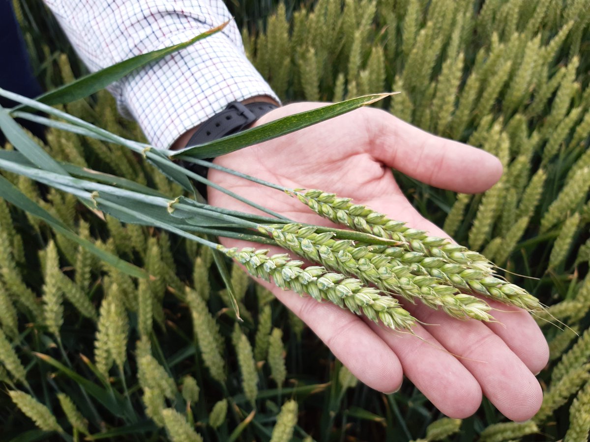 adasYEN's tweet image. 🌾@ADASGroup has announced it will stop facilitating the UK Cereal & Oilseed Yield Enhancement Networks after the 2025 growing season 🌾
If any organisation would like to continue to work of Cereals or Oilseed YENs, please contact us
✉️yen@adas.co.uk
adas.co.uk/news/adas-refl…