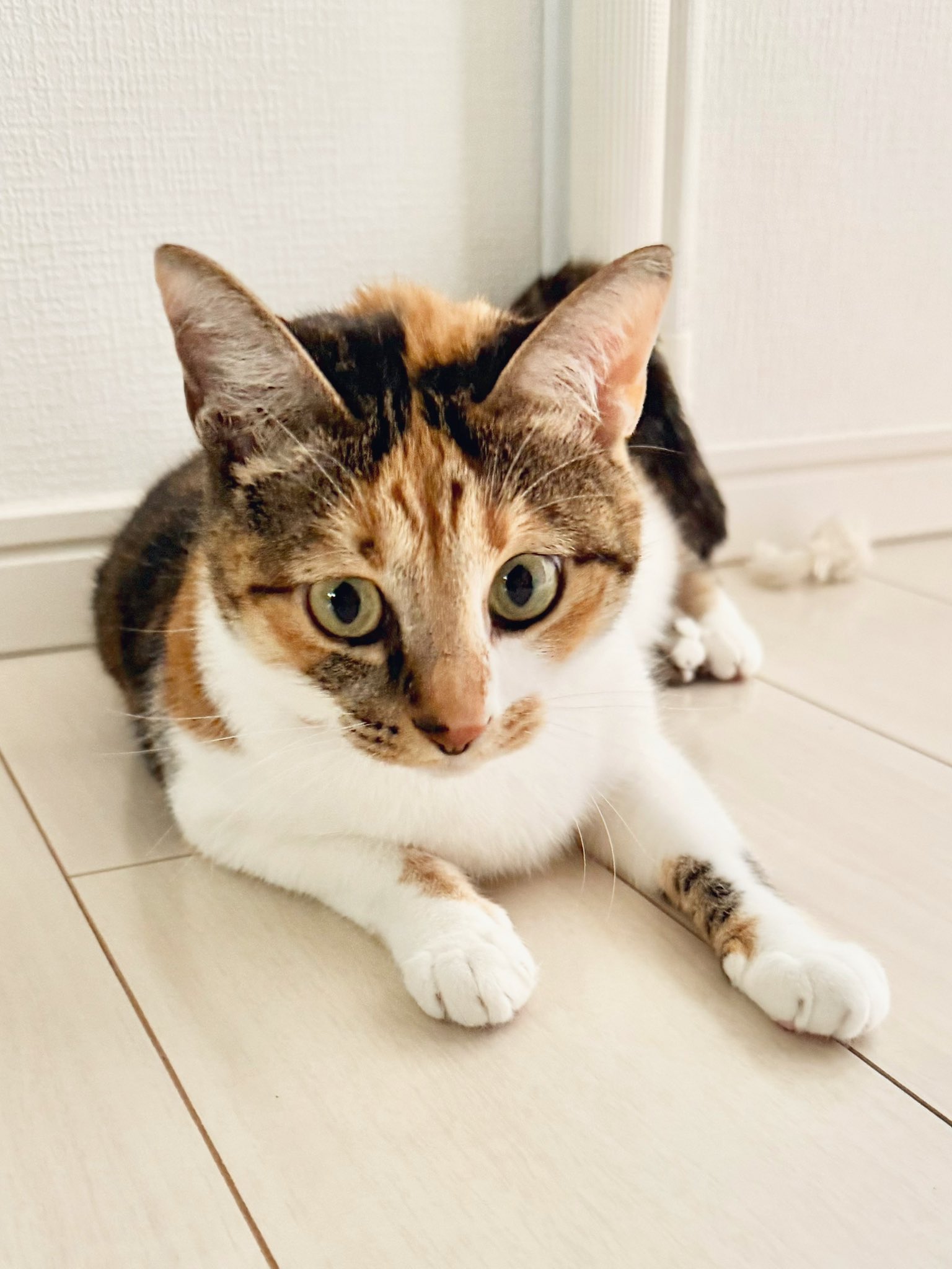 三毛猫こはくの部屋 (@mikenokohaku) / X