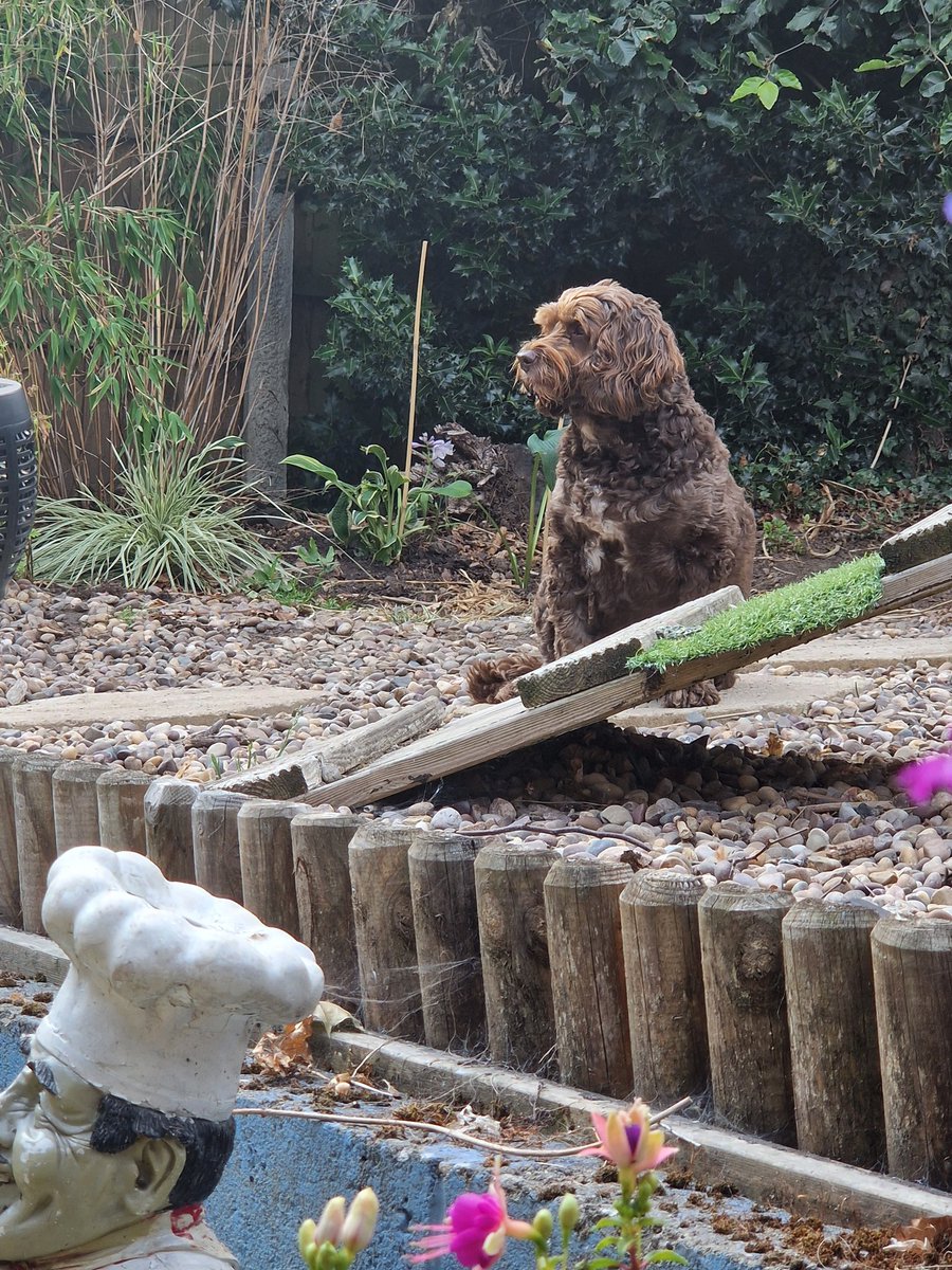 ChrisBa77029362's tweet image. Lillys had a piss on the rug.
Her pills for her ear infection kicking in.

#thismorning #sreroids #tabs