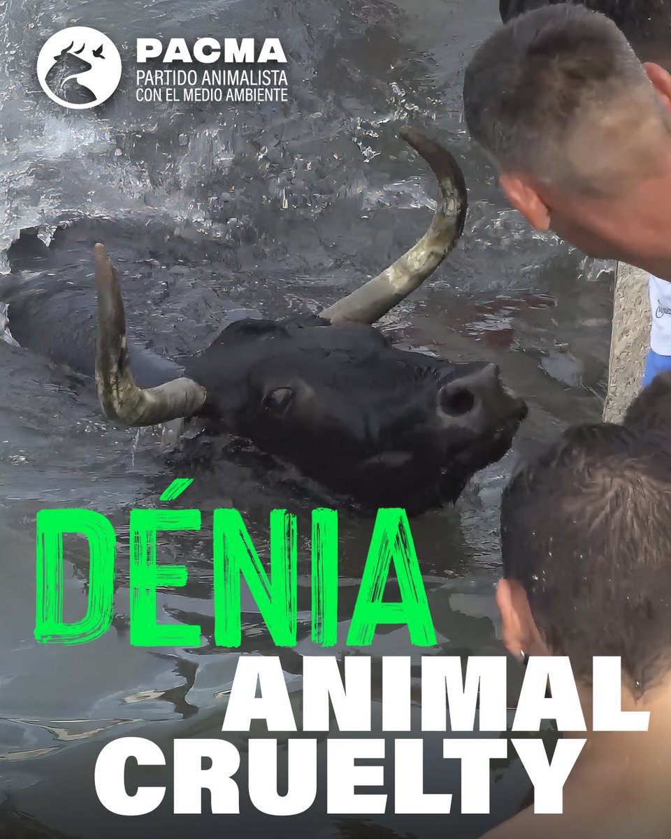 PartidoPACMA's tweet photo. ❌¡Dénia es crueldad animal!

🌊🐂Lanzar un toro al mar después de agotarlo para que después se vaya ahogando poco a poco hasta que lo sacan exhausto no tiene nombre. Por eso lo decimos en todos los idiomas que haga falta: en inglés, en alemán, en francés. Los turistas que visitan Dénia se van a enterar de cómo se las gastan con los animales. ¡Vergüenza, @PSOE @SocialistesVal y @compromis!

🙌Que todo el mundo se lo haga saber al @ayto_denia: ¡No a los bous a la mar!

#LanzaUnSalvavidasPorLosBousALaMar #StopBousALaMar #BousALaMar #Denia #BousALaMarMaltratoAnimal #BousALaMarDenia #ÚneteALaRevoluciónVerde #ÚneteAPACMA