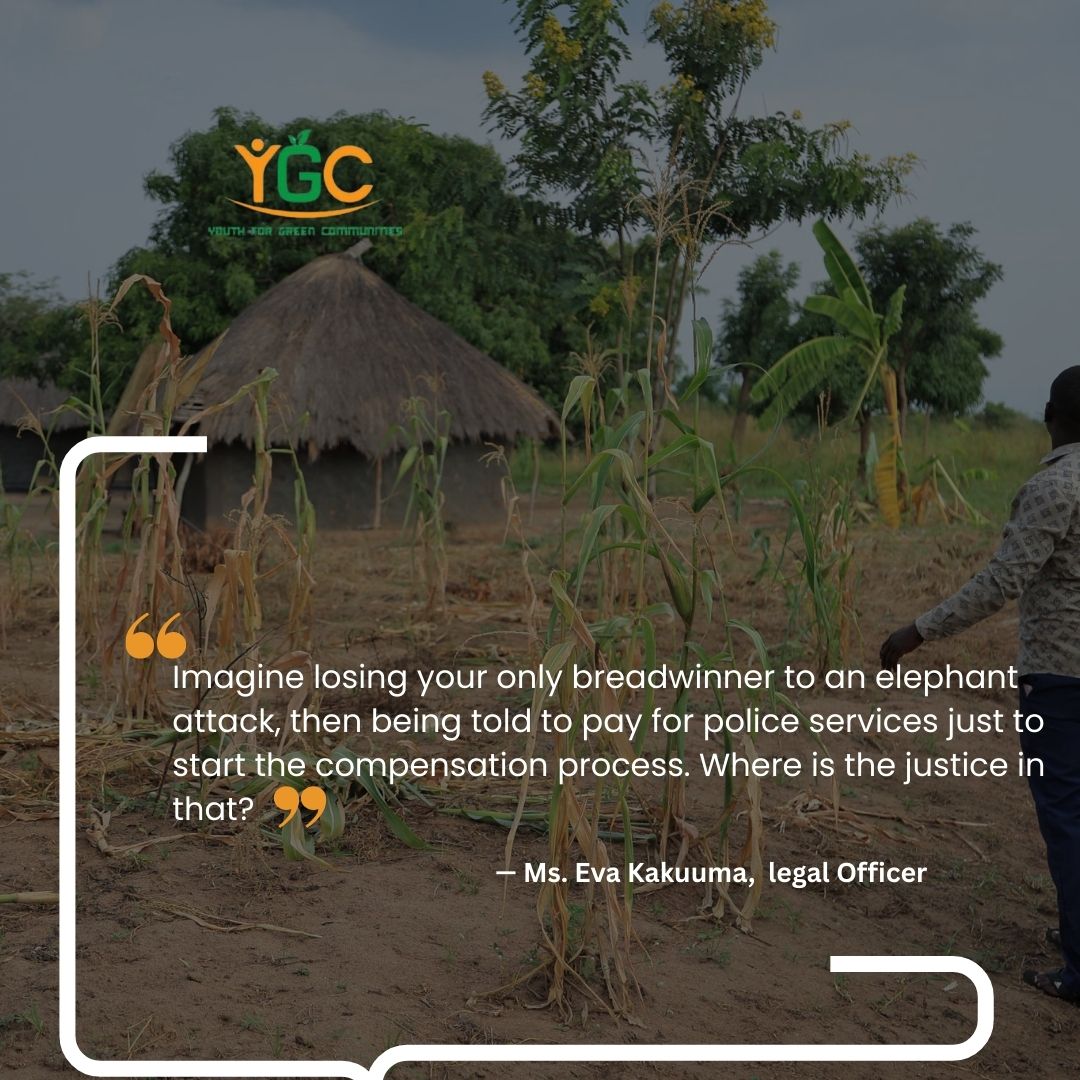 Because of extractive projects like #EACOP, elephants are straying into villages and killing people. 

Families in Buliisa lose loved ones, then are forced to pay police just to seek compensation. This is injustice on every level. 
#PeopleOverProfits
 #StopEacop
