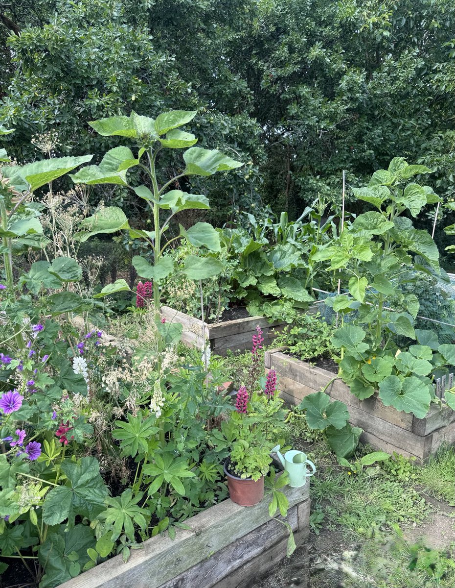 We’ve arrived! The raised beds are doing very well 🥂🥂🌱🌱