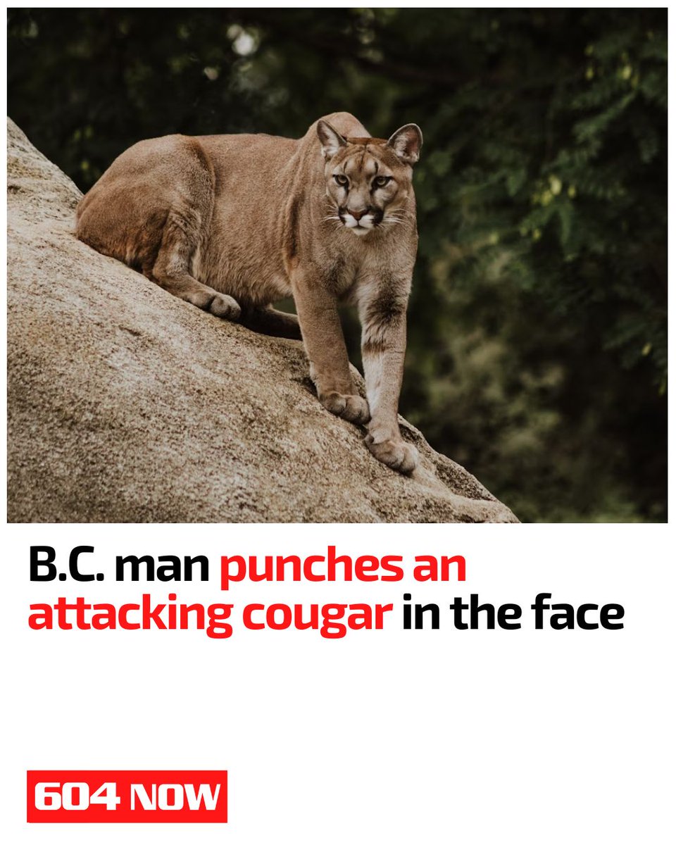 That's just wild...

A B.C. man survived a cougar attack near Smithers by punching it in the face. The cougar backed off. He walked away with minor injuries. No hospital. Just grit.