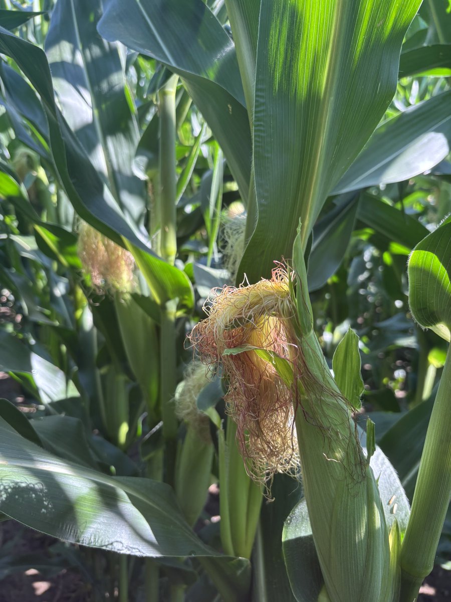 balljillian8's tweet image. Tar Spot starting to be found in the Wanstead trading area. Protect your crop with a fungicide application. Reach out if any questions on products or timing! R1 for the VOM reduction benefits and tar spot control! #WFCagronomy #ontag