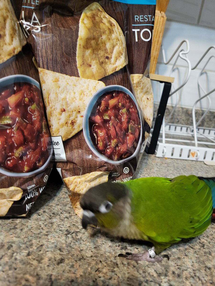 PepperNPals's tweet image. Human, what magic is this?