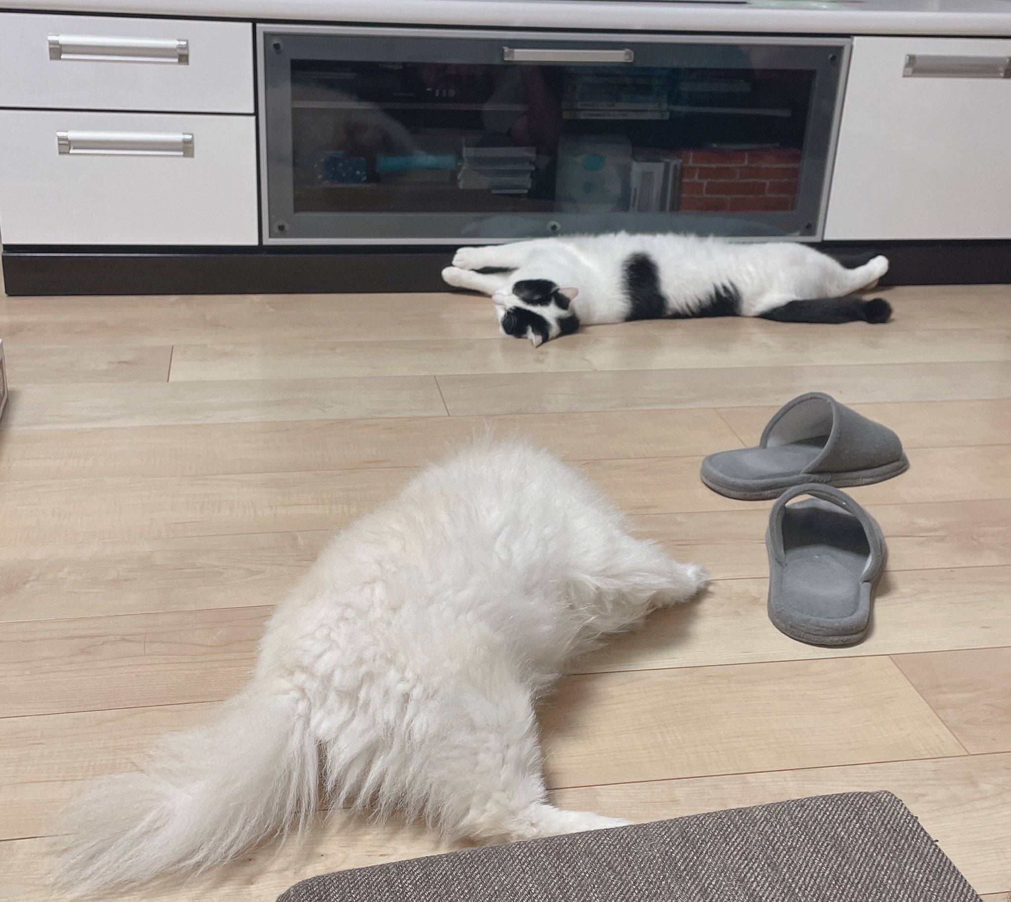 APO（ポメラニアン） (@gucci_apo) / X