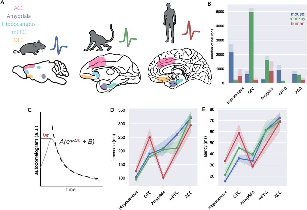 SfN Journals (@sfnjournals) on Twitter photo #JNeurosci: Results from <a href="/ZachZeisler1/">Zach Zeisler</a> <a href="/RudebeckLab/">Rudebeck Lab</a> et al. suggest timescale hierarchies may be a common organizing principle for mammalian brains & highlight the complex interaction of anatomical & physiological factors in setting up these hierarchies.
doi.org/10.1523/JNEURO… #JNeurosci: Results from <a href="/ZachZeisler1/">Zach Zeisler</a> <a href="/RudebeckLab/">Rudebeck Lab</a> et al. suggest timescale hierarchies may be a common organizing principle for mammalian brains & highlight the complex interaction of anatomical & physiological factors in setting up these hierarchies.
doi.org/10.1523/JNEURO…