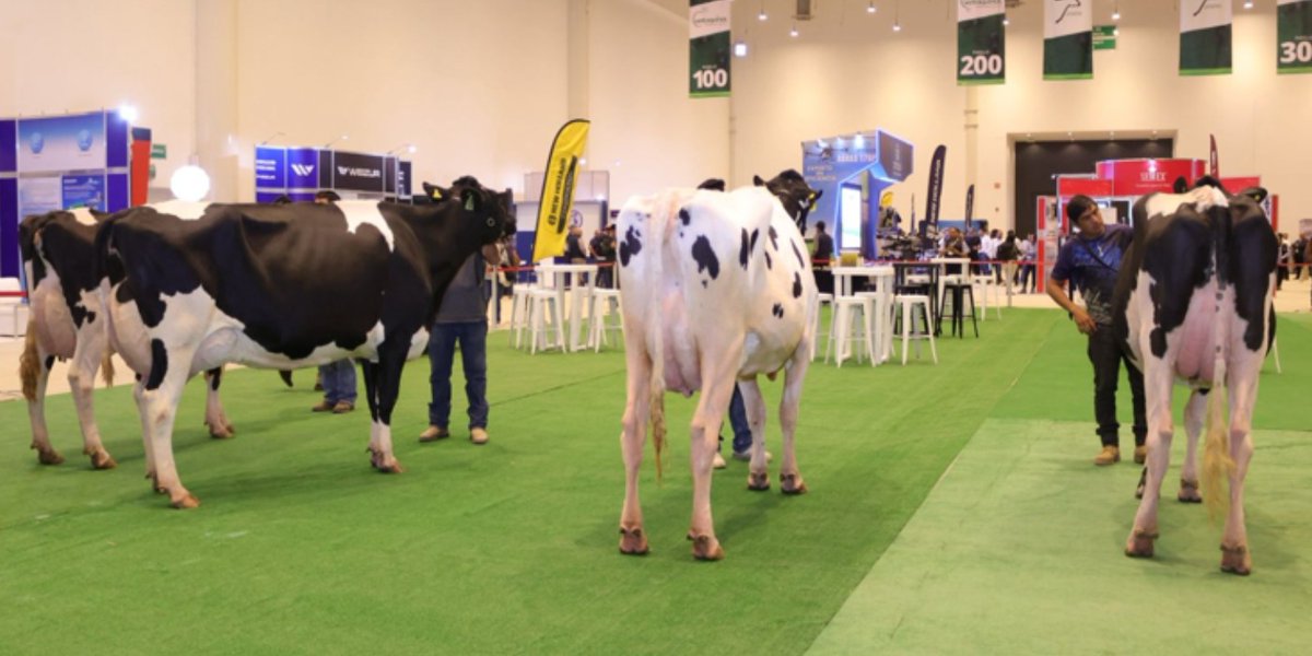 ADNQro's tweet image. 🐄 #Economía Arranca el XIII Foro Nacional Holstein; esperan tener 600 asistentes de diferentes partes del país

Buscan impulsar soluciones a los temas que aquejan al sector pecuario en la producción de leche

👉 adninformativo.mx/arranca-el-xii…