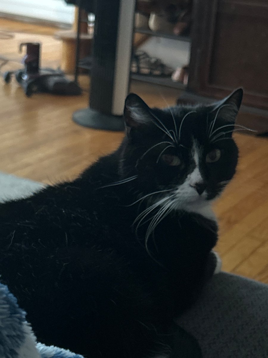 BitcheTers57422's tweet image. cat attack idk
