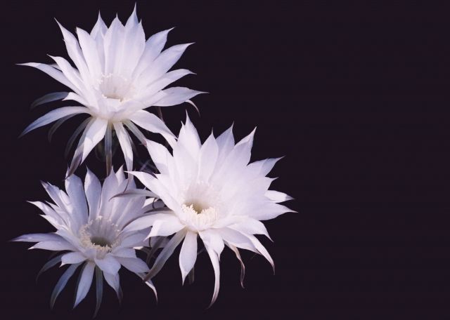 ALBION_JP's tweet image. おはようございます。
今日の誕生花は「サボテン」、花言葉は「枯れない愛」です。
情熱的な花言葉💕植物の大敵である乾燥地帯で自生する、逞しい性質が由来となっているそう。
枯れない愛見つけたいです...☺️
#誕生花 #花言葉 #誕生日